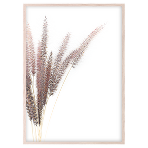 FOXTAIL II