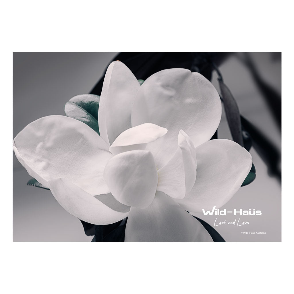 WHITE MAGNOLIA II