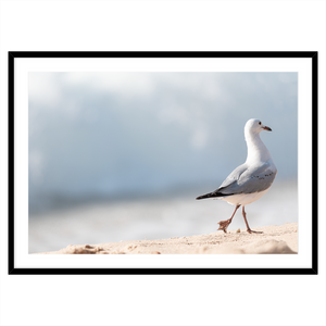 SEAGULL ATTITUDE II