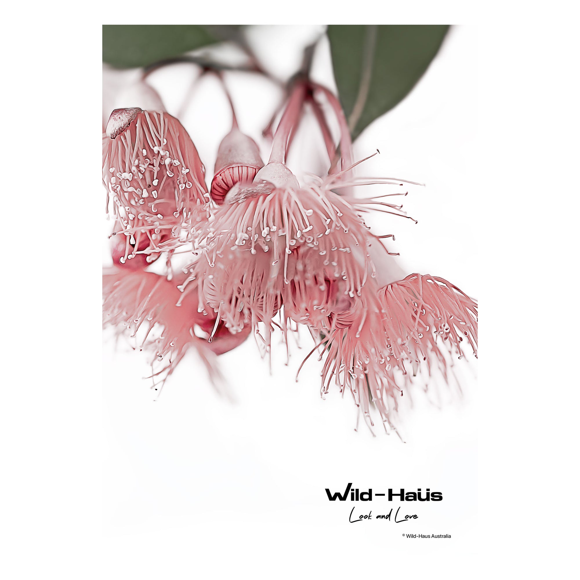 PINK GUM FLOWERS