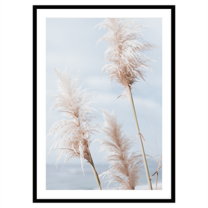 BEACH PAMPAS VI
