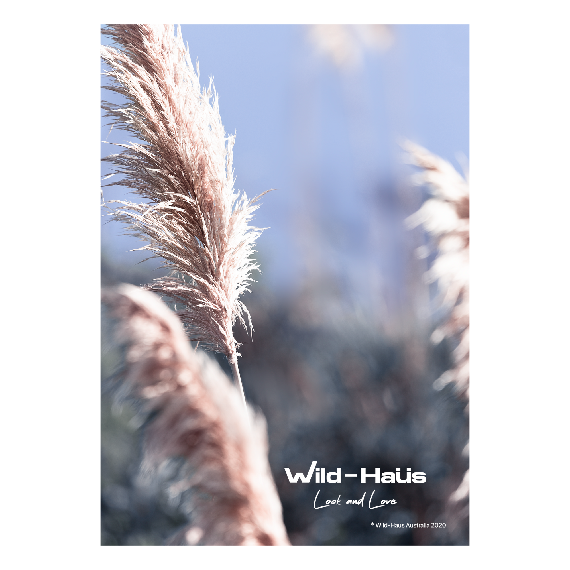 PAMPAS GRASS II