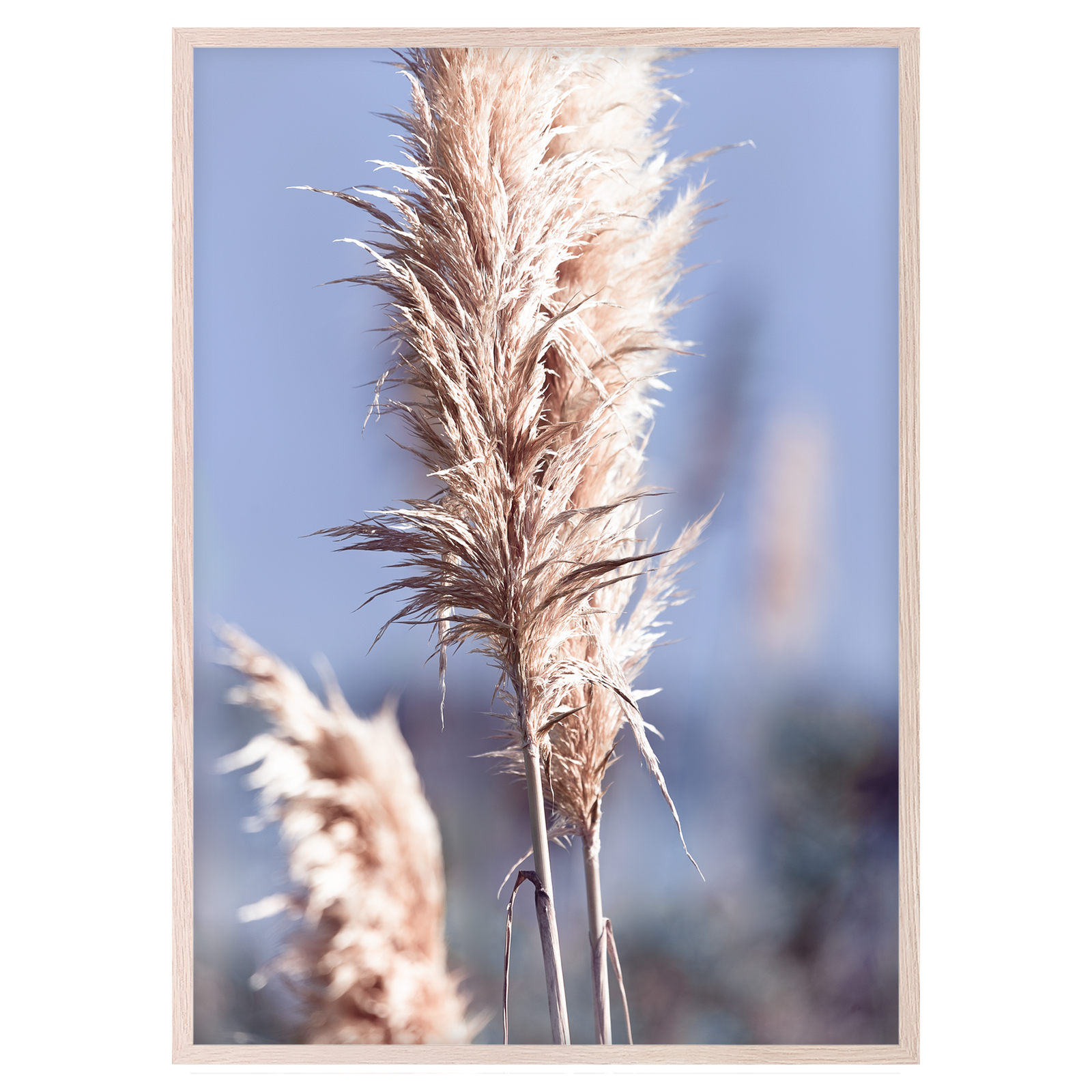 PAMPAS GRASS I