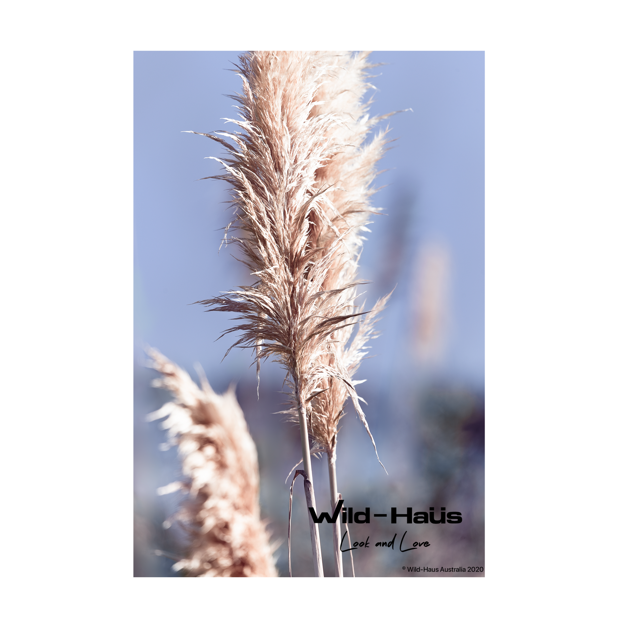 PAMPAS GRASS I