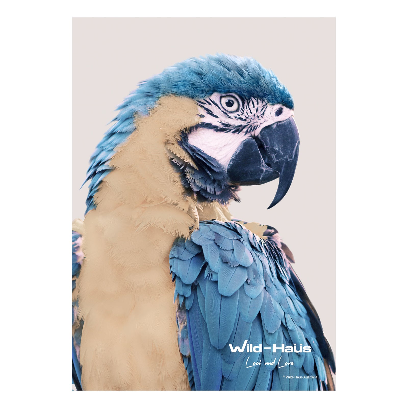 MICKY MACAW