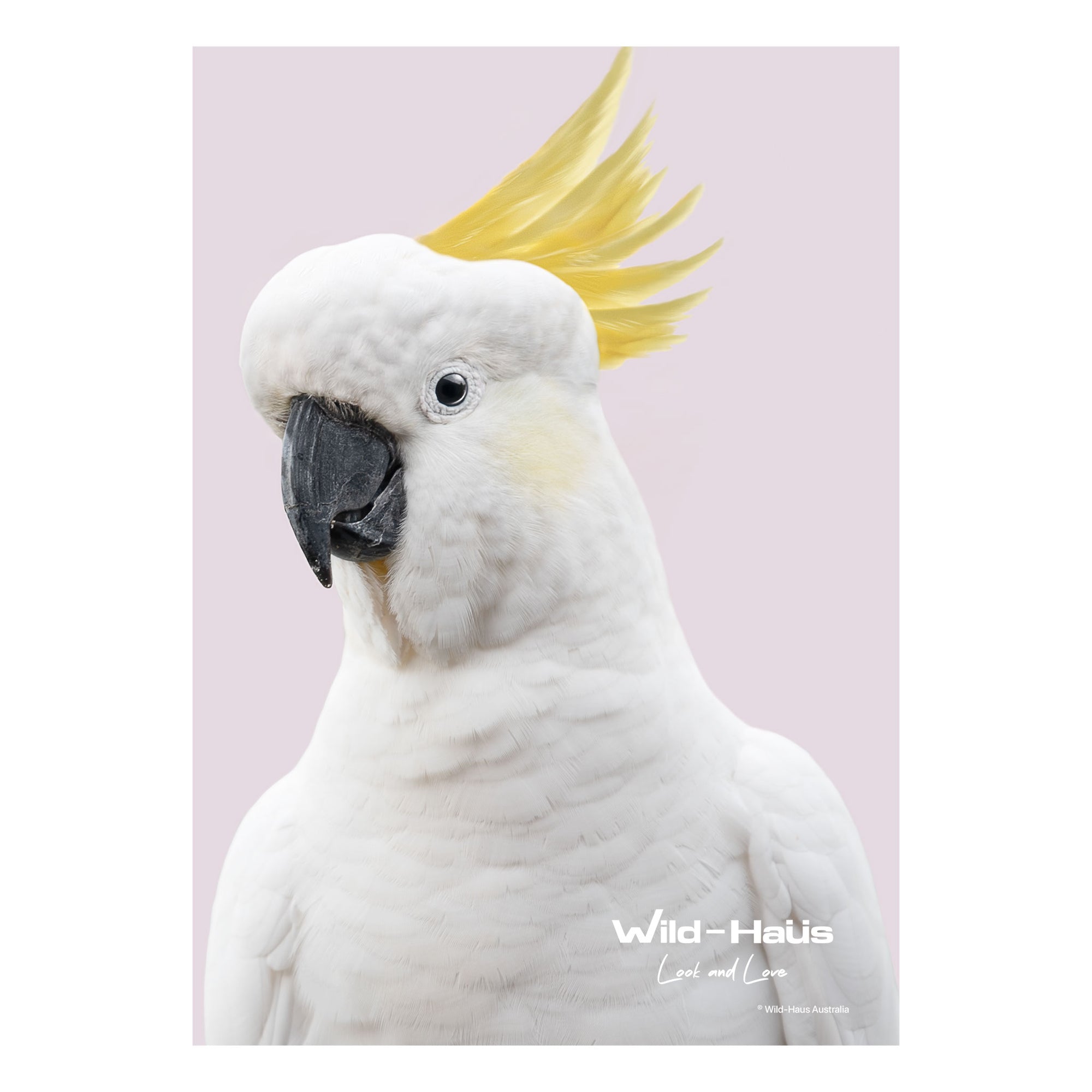 PINK COCKATOO