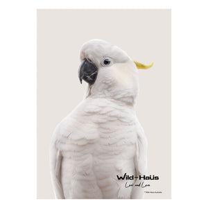 WHITE COCKATOO