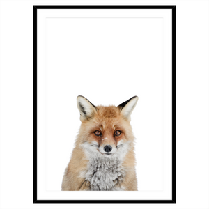 RED FOX I