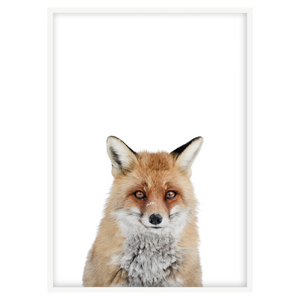 RED FOX I
