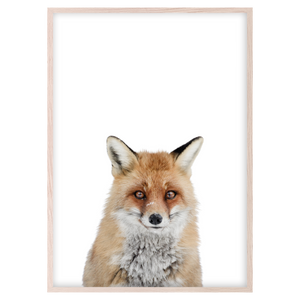 RED FOX I