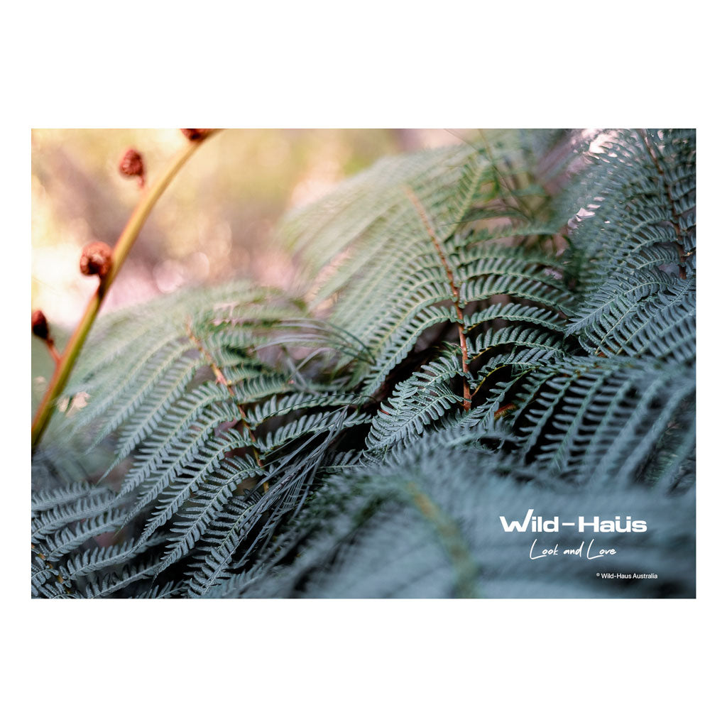 WILD FERNS