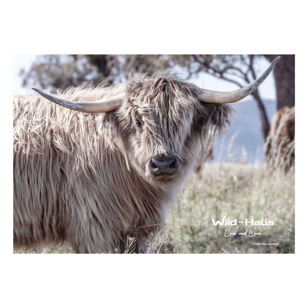 HIGHLAND COW III