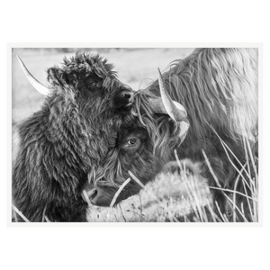 HIGHLAND CUDDLES [H]
