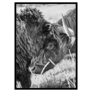 HIGHLAND CUDDLES