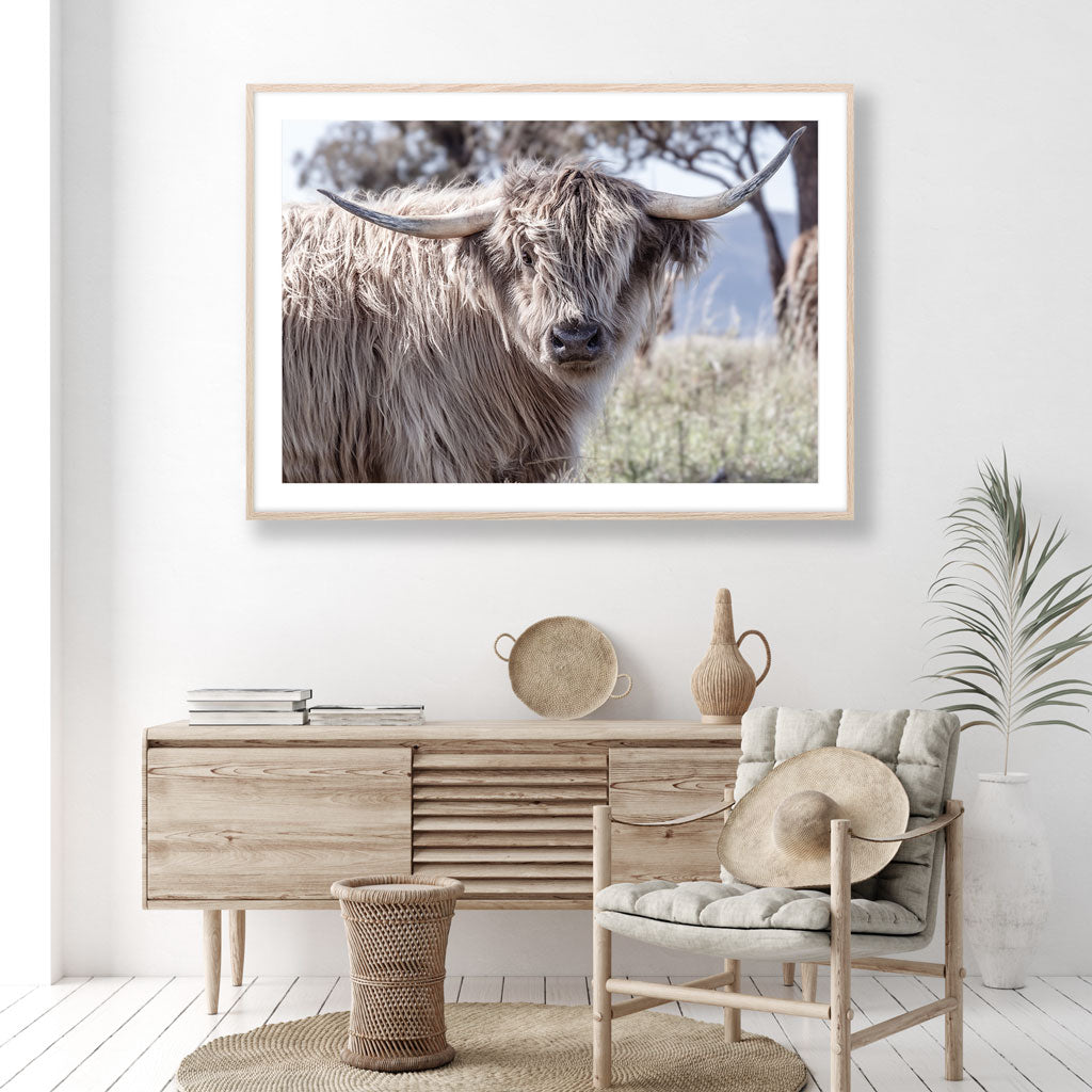 HIGHLAND COW III