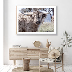 HIGHLAND COW III