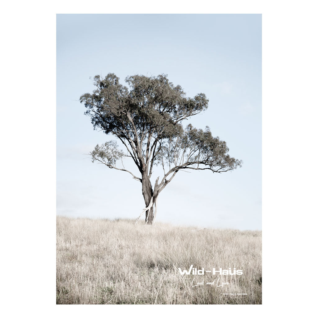 COUNTRY LONE TREE