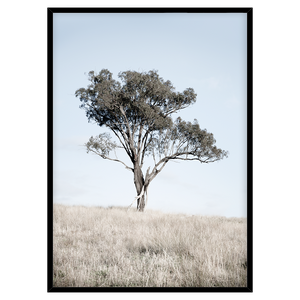 COUNTRY LONE TREE