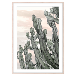 DESERT CACTUS