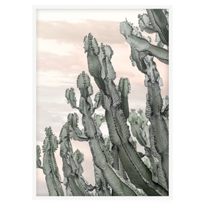 DESERT CACTUS