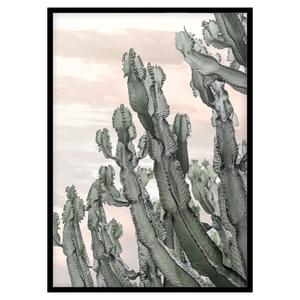 DESERT CACTUS