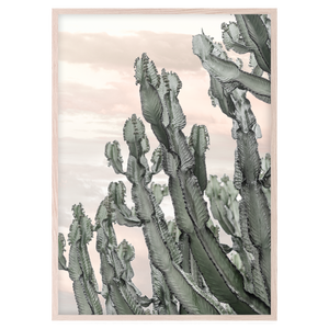 DESERT CACTUS