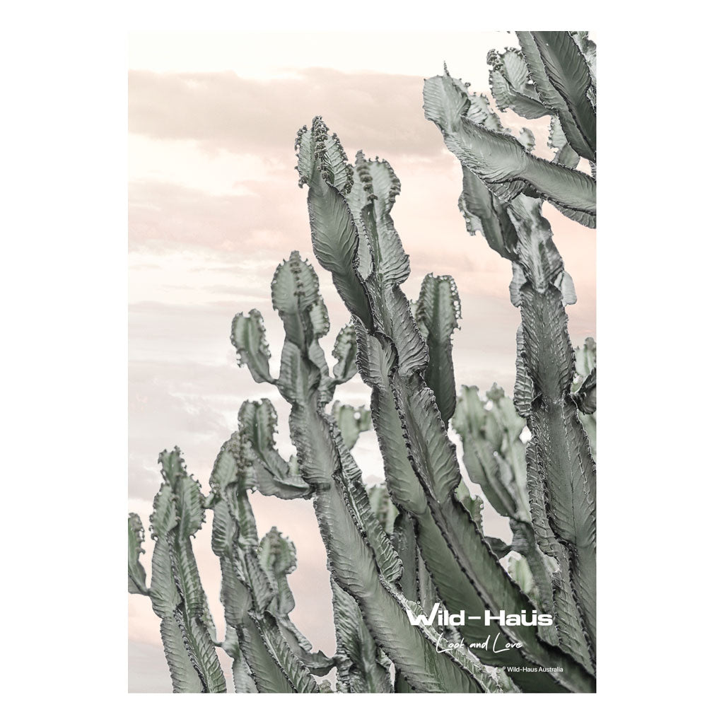 DESERT CACTUS