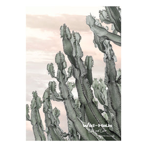 DESERT CACTUS