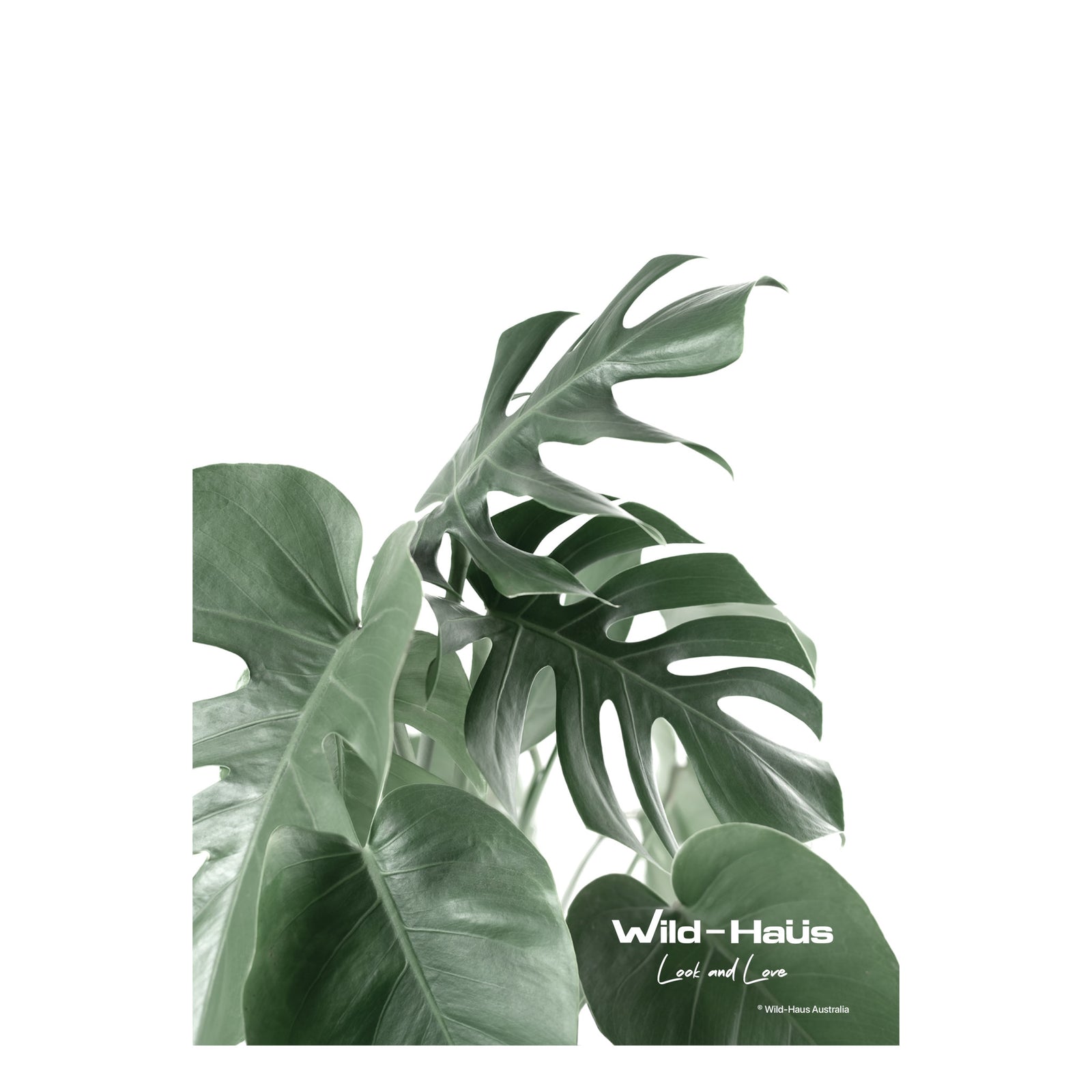 MONSTERA I