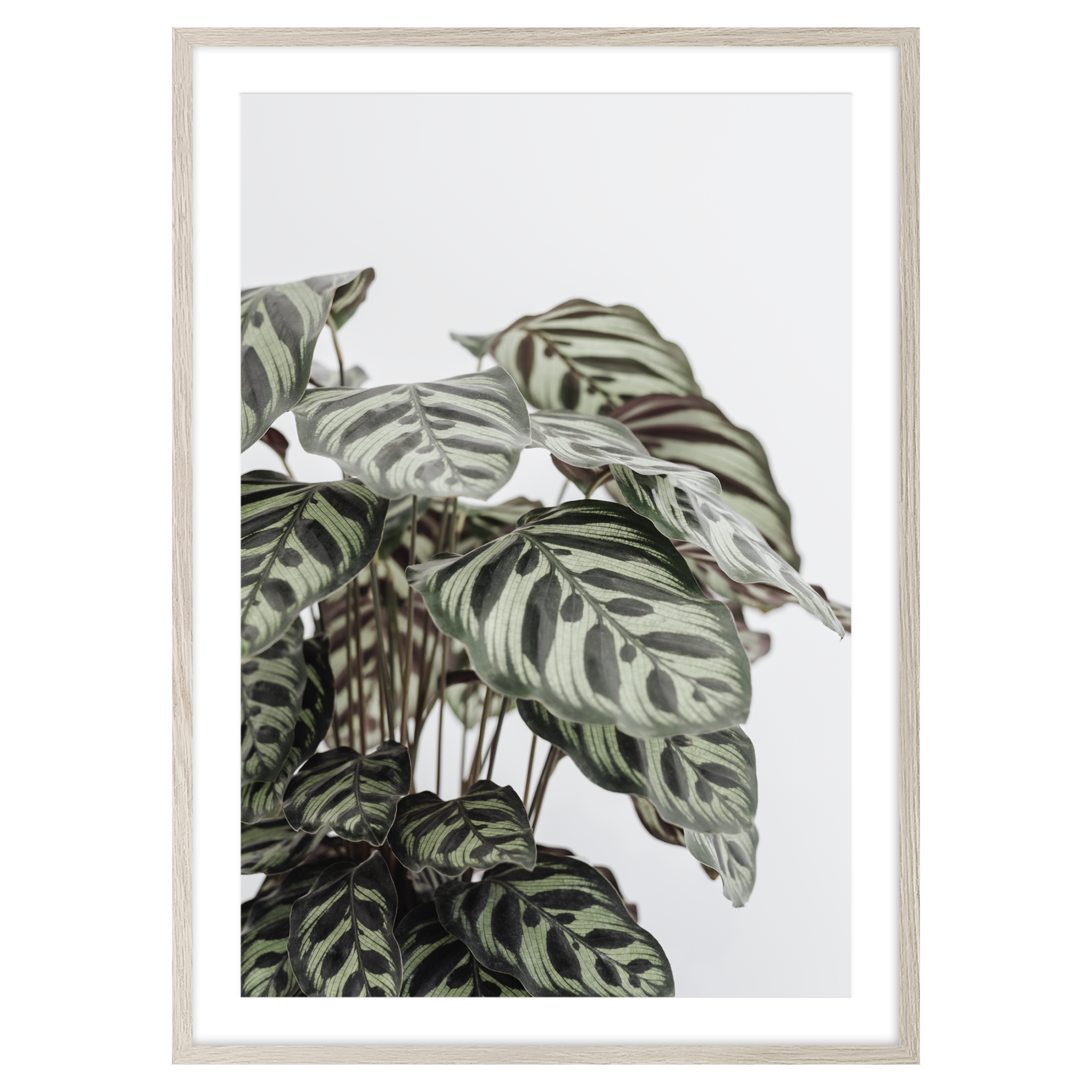 CALATHEA LEAVES - Wild-Haus