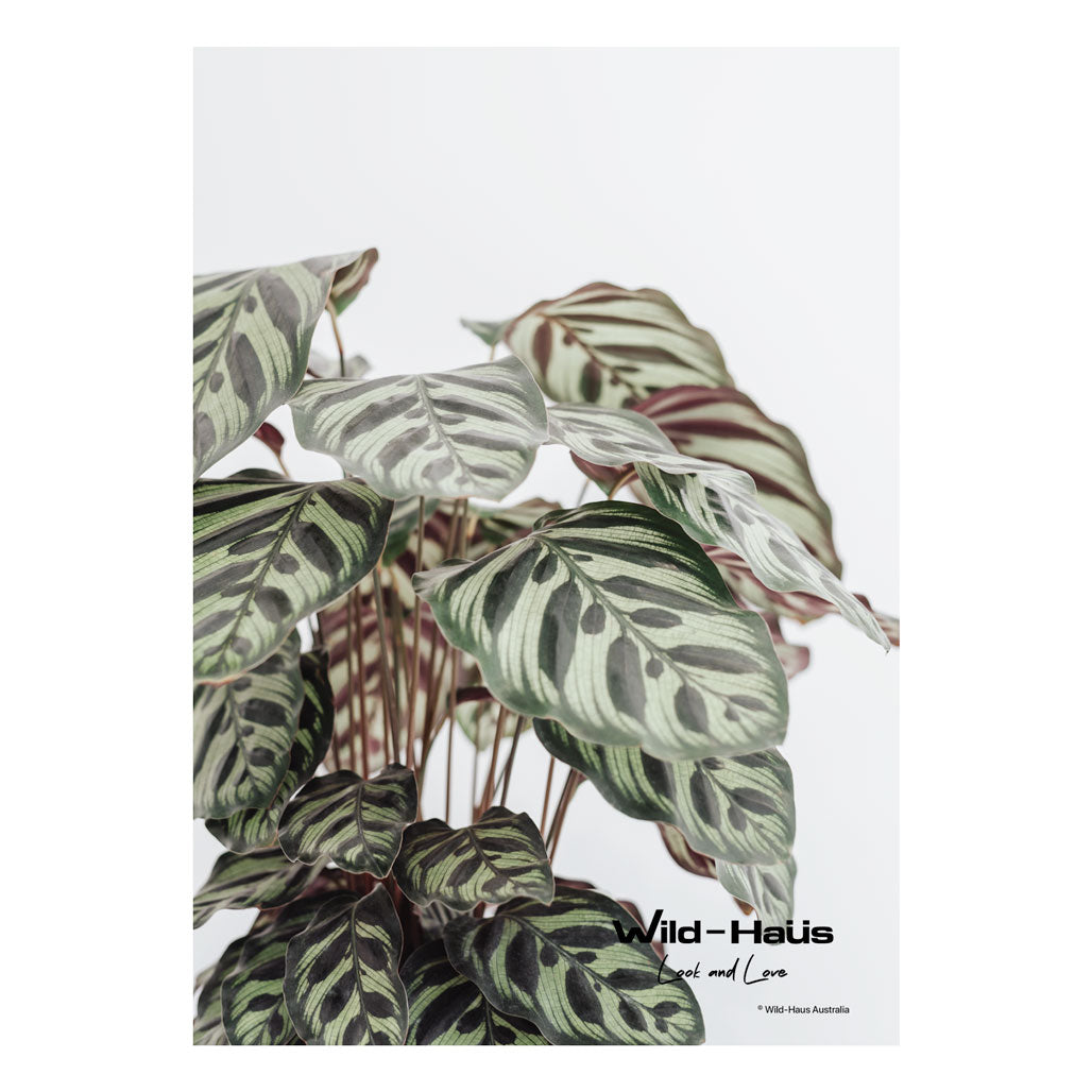 CALATHEA LEAVES