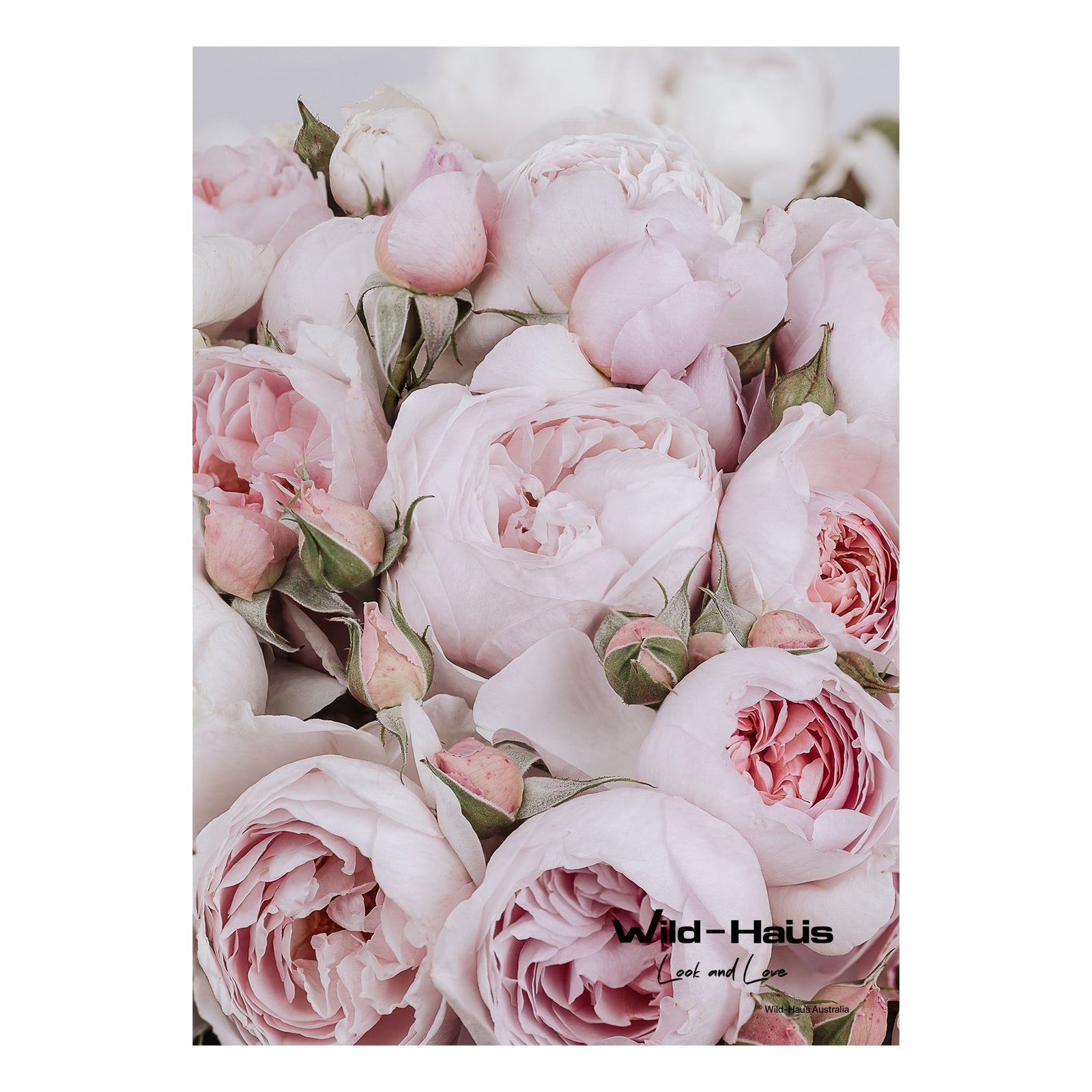 DAVID AUSTIN PINK ROSES