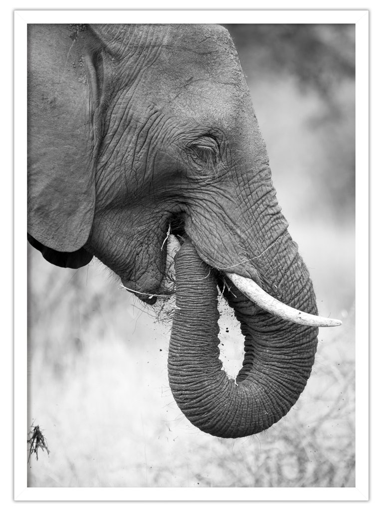 AFRICAN ELEPHANT I