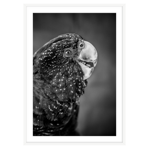 BLACK COCKATOO — KHALISEE III