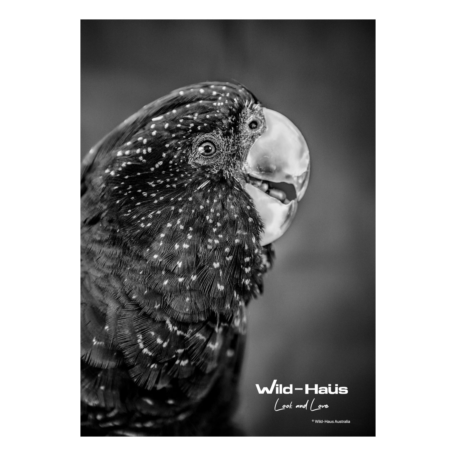 BLACK COCKATOO — KHALISEE III