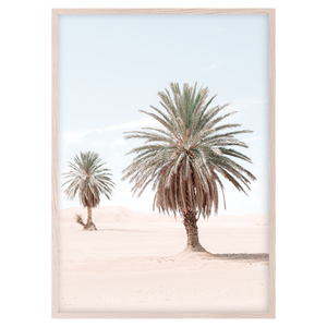 DESERT PALM II