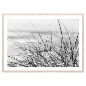 DUNE GRASS BW