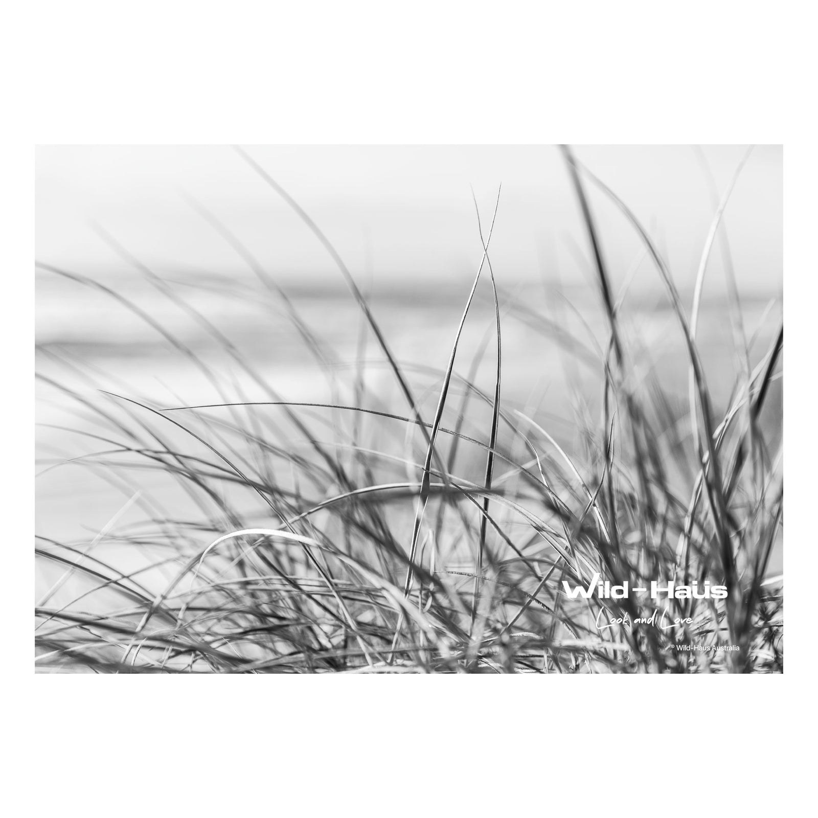 DUNE GRASS BW