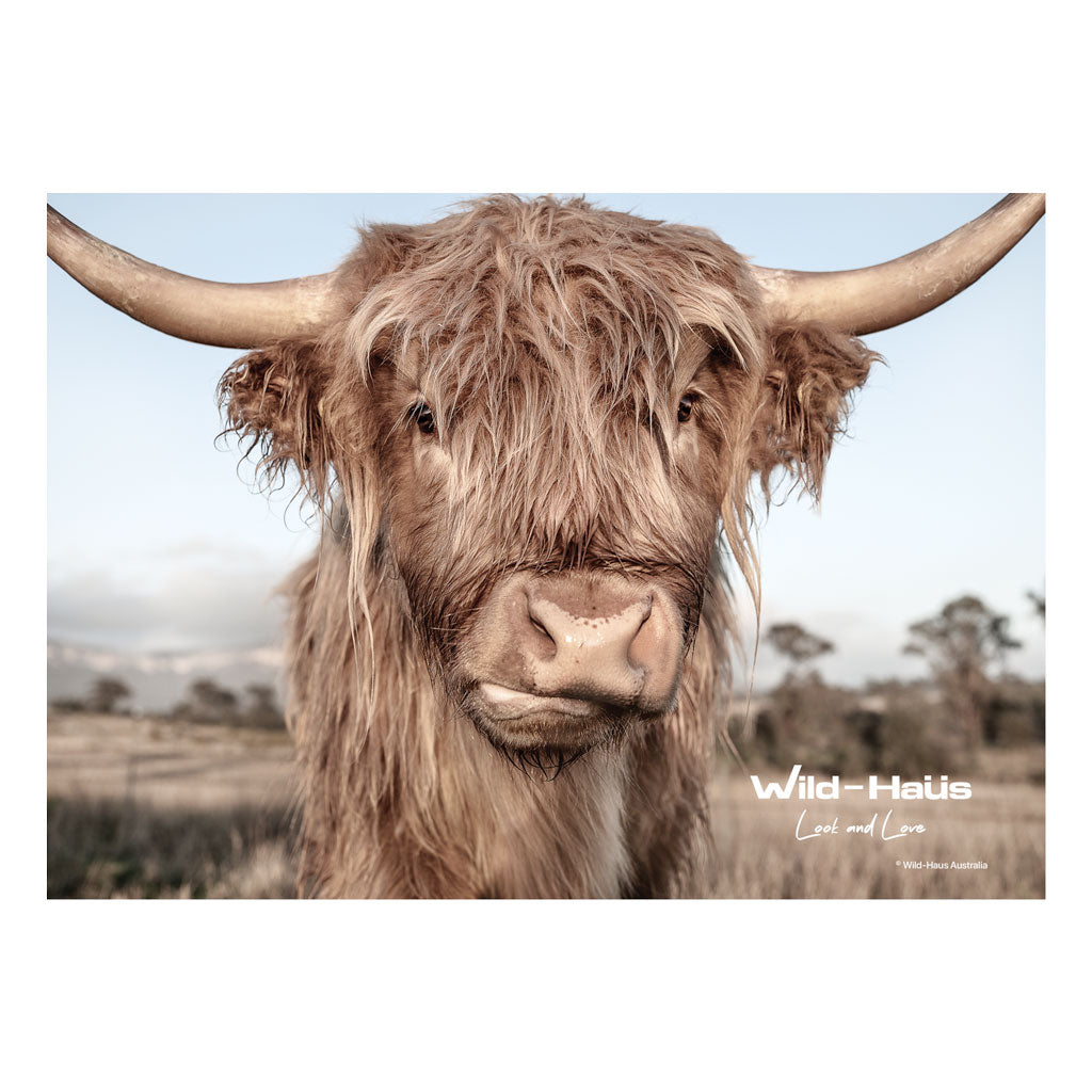 HIGHLAND COW II