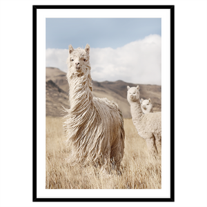 PERUVIAN LLAMAS