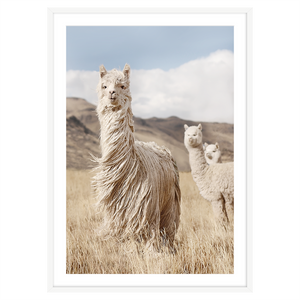 PERUVIAN LLAMAS