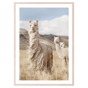 PERUVIAN LLAMAS