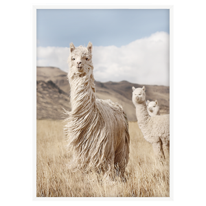 PERUVIAN LLAMAS