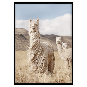 PERUVIAN LLAMAS