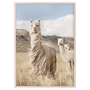 PERUVIAN LLAMAS