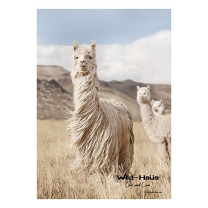 PERUVIAN LLAMAS